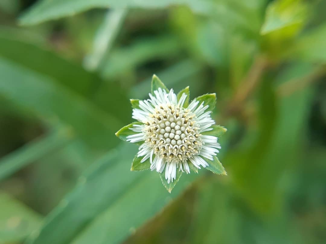 découvrez les bienfaits de la phytothérapie, une approche naturelle qui utilise les plantes pour favoriser la santé et le bien-être. explorez les différentes méthodes et remèdes en phytothérapie pour améliorer votre qualité de vie.